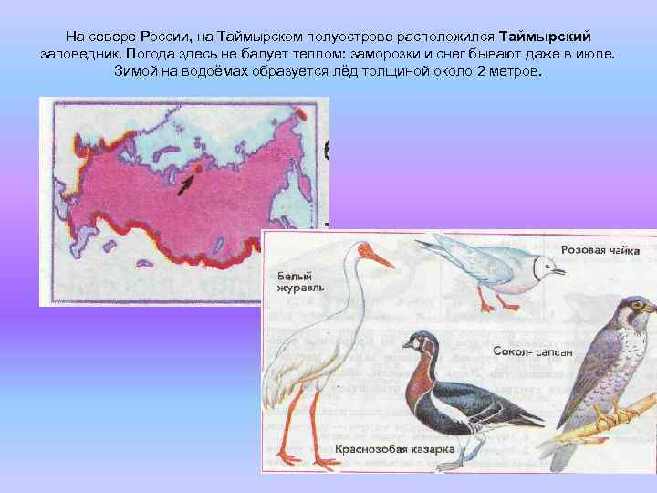 Таймырский заповедник природная зона. Животные Таймырского заповедника и острова Врангеля. Заповедник Таймырский и остров Врангеля на карте. Животные обитающие в заповедниках Таймырский и остров Врангеля.