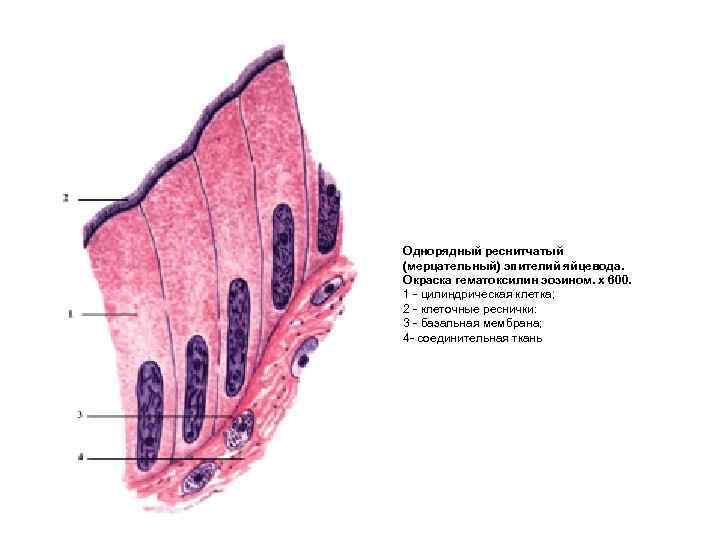 Однорядный реснитчатый (мерцательный) эпителий яйцевода. Окраска гематоксилин эозином. х 600. 1  цилиндрическая клетка;