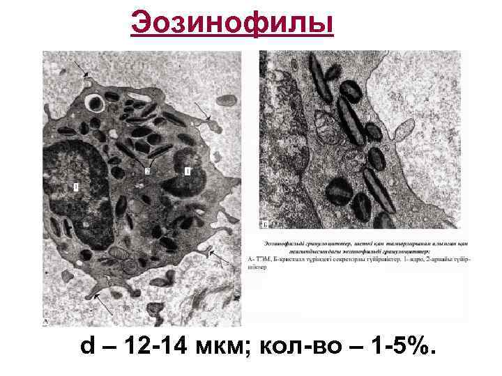   Эозинофилы d – 12 -14 мкм; кол-во – 1 -5%. 