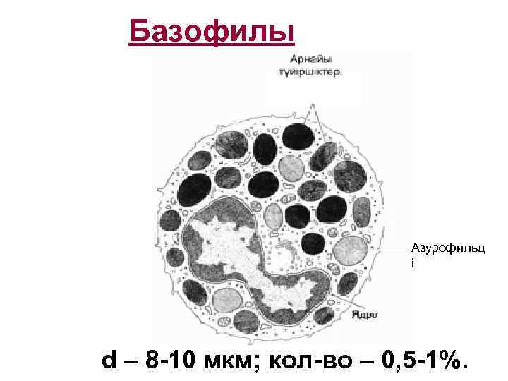 Как нарисовать базофил