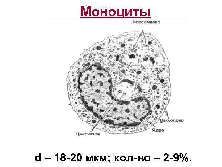   Моноциты d – 18 -20 мкм; кол-во – 2 -9%. 