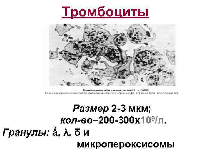   Тромбоциты    Размер 2 -3 мкм;   кол-во– 200
