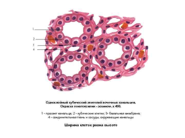 Однослойный кубический эпителий рисунок