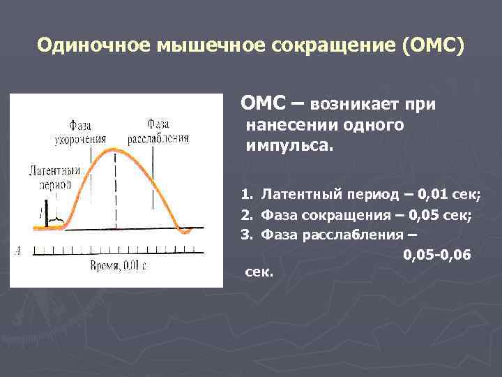 Одиночное мышечное сокращение (ОМС)   ОМС – возникает при   нанесении одного