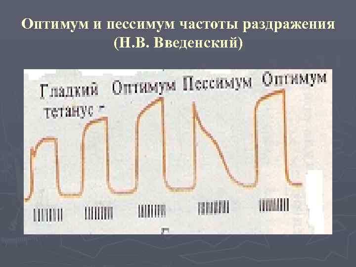 Оптимум и пессимум частоты раздражения  (Н. В. Введенский) 