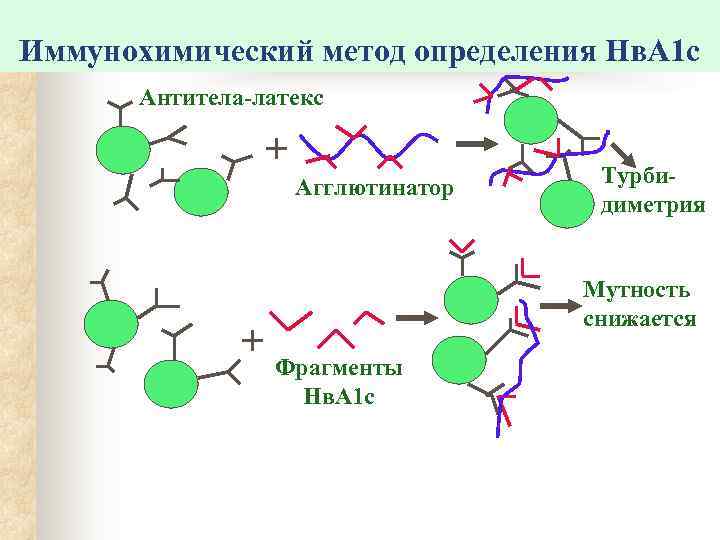 Иммунохимический метод определения Нв. А 1 с  Антитела-латекс     +