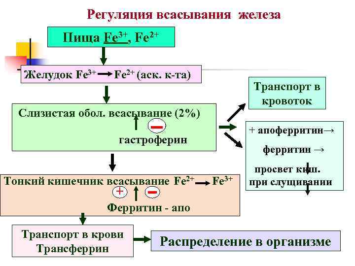 Роль железа в обмене веществ. Схема всасывания железа в организме. Схема механизма всасывания железа. Механизм всасывания железа в кишечнике. Схема усвоения и транспорта железа в организме.