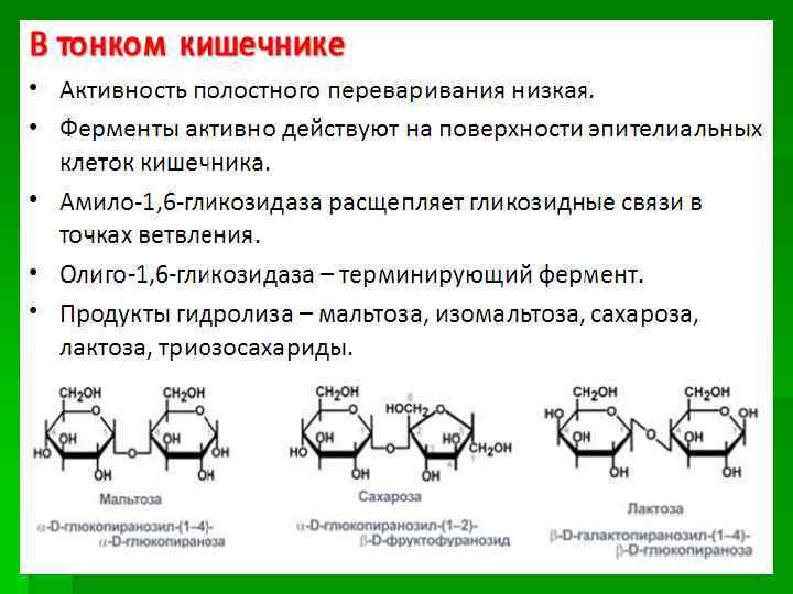 Лактаза вырабатывается. Реакция катализируемая амило 1-6 гликозидазой. Олиго-1,6-гликозидаза. 1 6 Гликозидная связь изомальтоза. Амило 1 6 глюкозидаза.