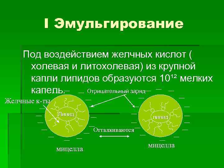    Ι Эмульгирование Под воздействием желчных кислот (  холевая и литохолевая)