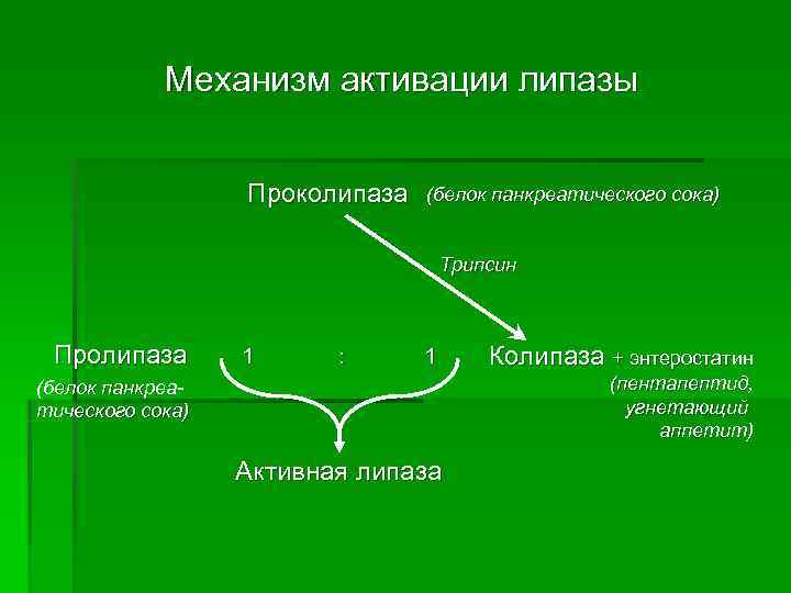   Механизм активации липазы     Проколипаза   (белок панкреатического