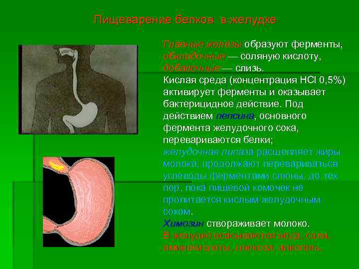 Белка желудок