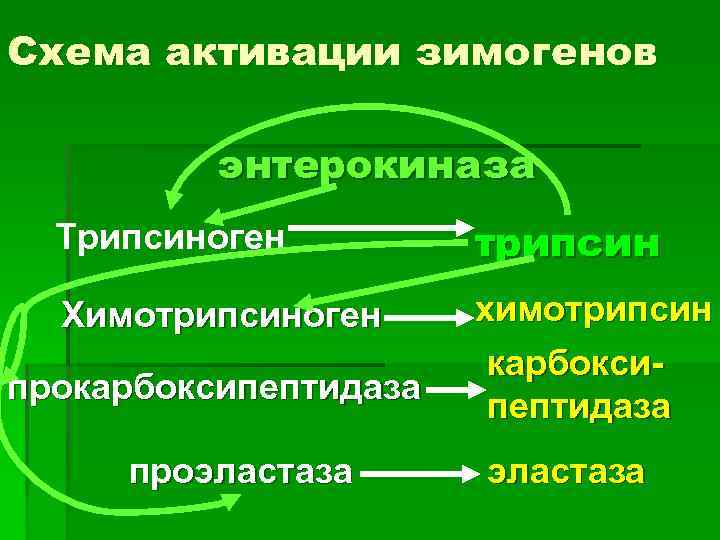 Схема активации зимогенов  энтерокиназа  Трипсиноген   трипсин  Химотрипсиноген химотрипсин 
