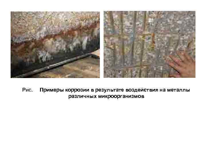 Рис. Примеры коррозии в результате воздействия на металлы различных микроорганизмов 