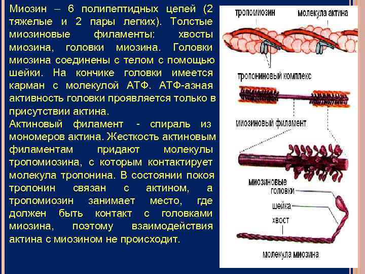 Миозин – 6 полипептидных цепей (2 тяжелые и 2 пары легких). Толстые миозиновые филаменты:
