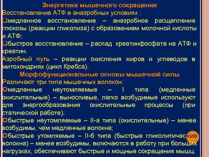 Опишите общую схему энергетического обеспечения мышечного сокращения