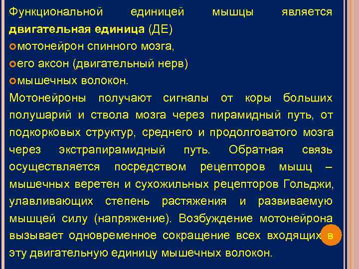Функциональной  единицей мышцы является двигательная единица (ДЕ) мотонейрон спинного мозга,  его аксон