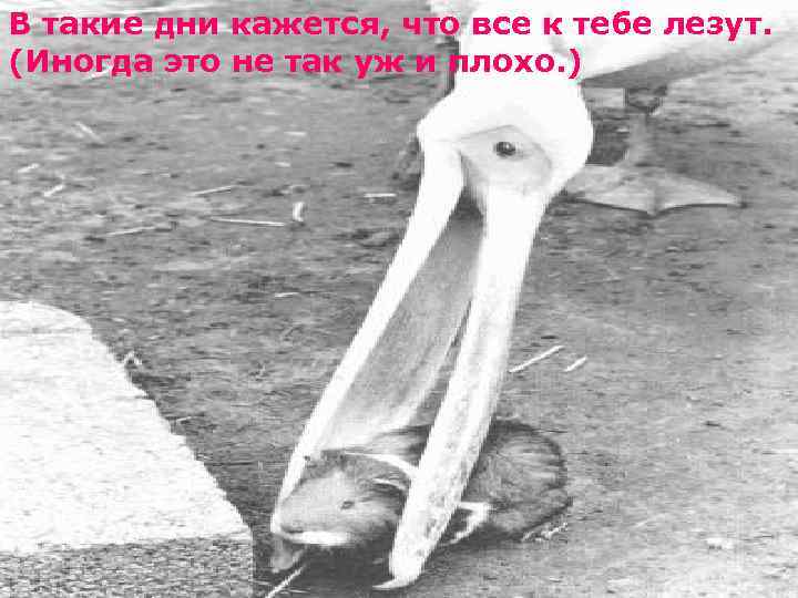 В такие дни кажется, что все к тебе лезут. (Иногда это не так уж