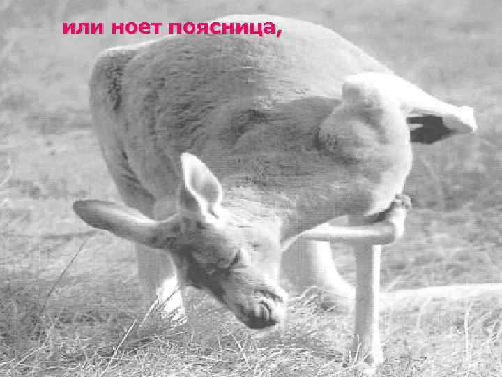 или ноет поясница, 