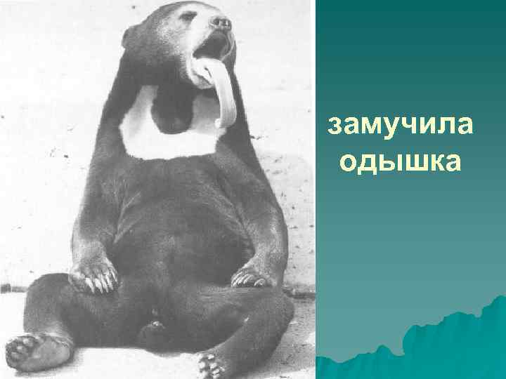 замучила одышка 