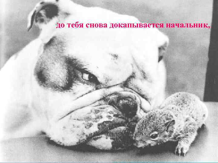 до тебя снова докапывается начальник, 