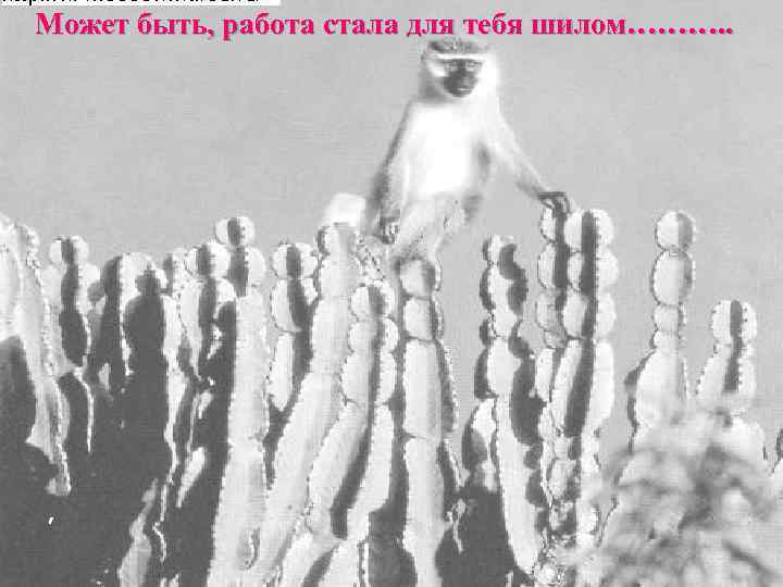 Может быть, работа стала для тебя шилом………. . , 