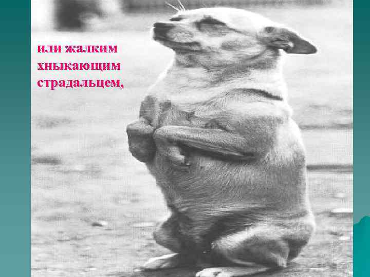 или жалким хныкающим страдальцем, 