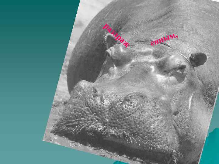 ра  зд  ра  ы м,  ж  енн 