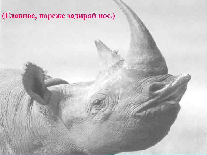 (Главное, пореже задирай нос. ) 