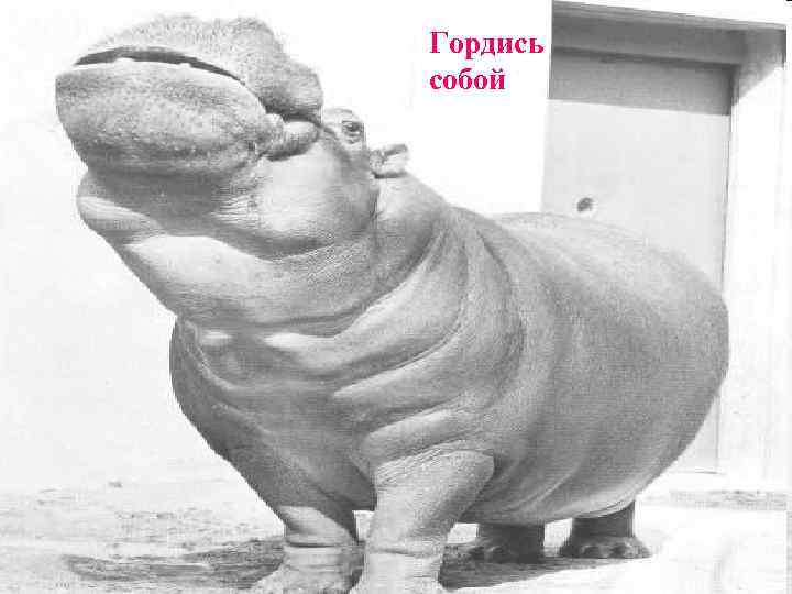   Гордись ,  собой 