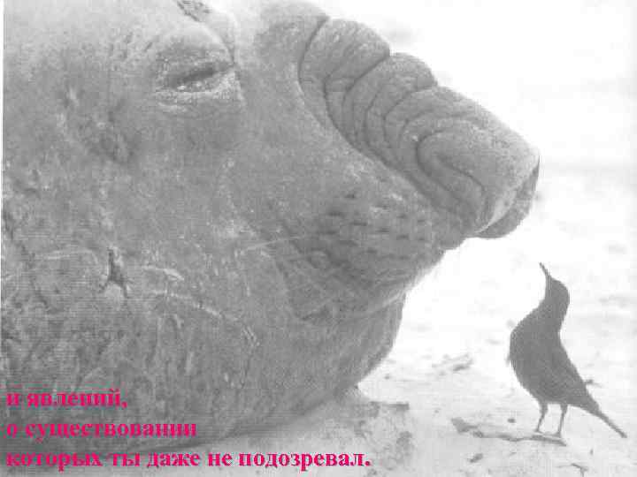 и явлений,  о существовании которых ты даже не подозревал. 