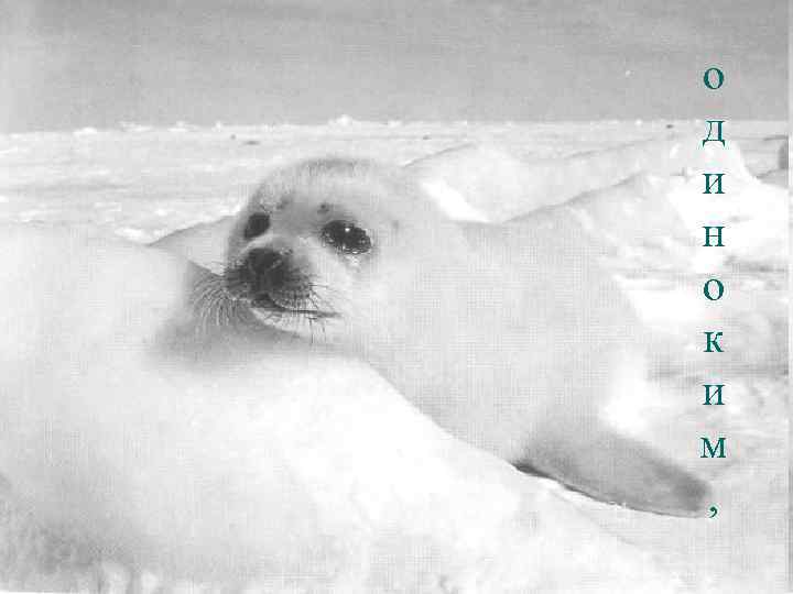 о д и н о к и м , 