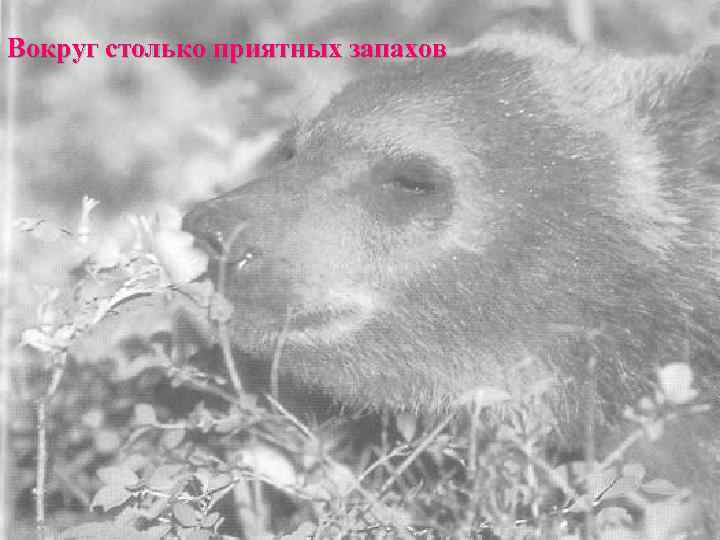 Вокруг столько приятных запахов 
