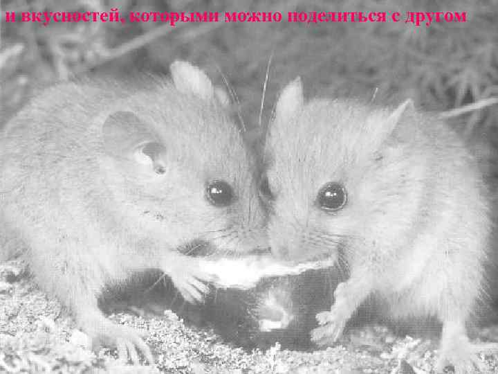 и вкусностей, которыми можно поделиться с другом 