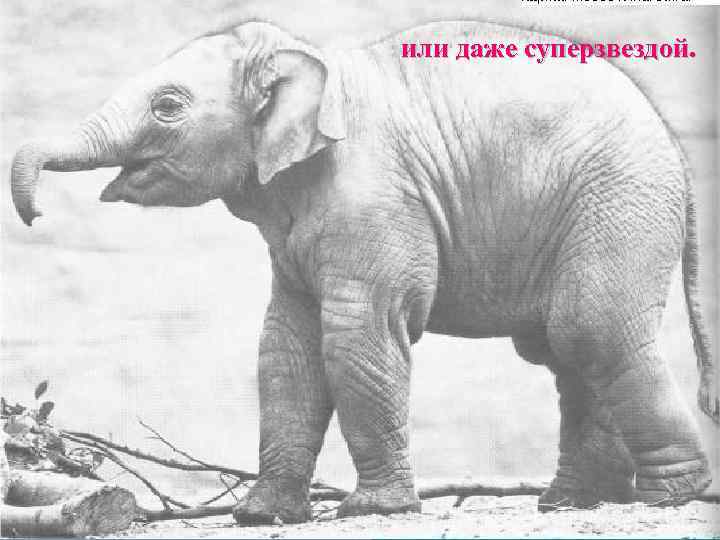 или даже суперзвездой. 