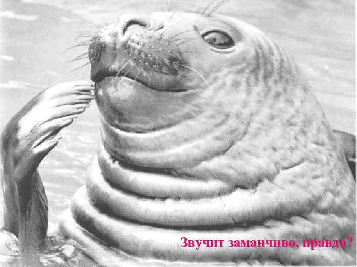 Звучит заманчиво, правда? 