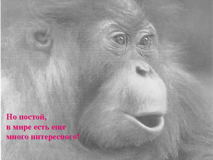 Но постой, в мире есть еще много интересного! 