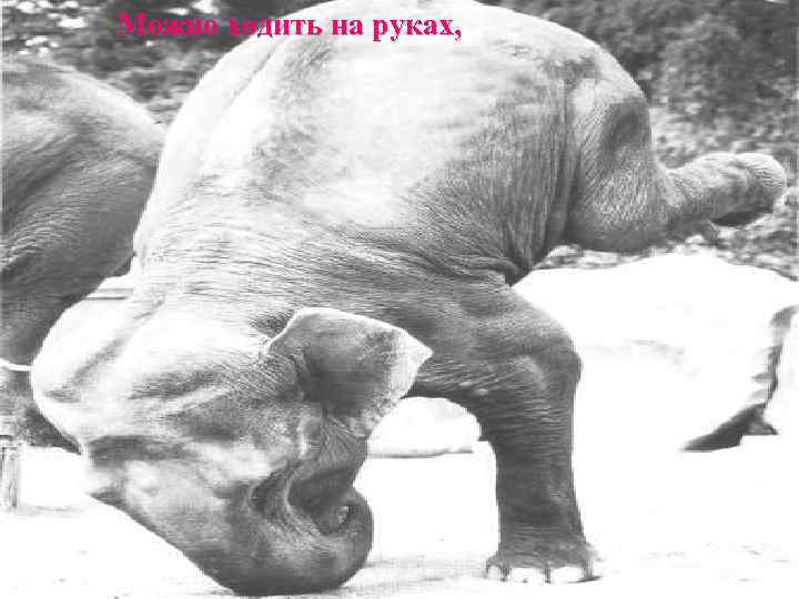 Можно ходить на руках, 