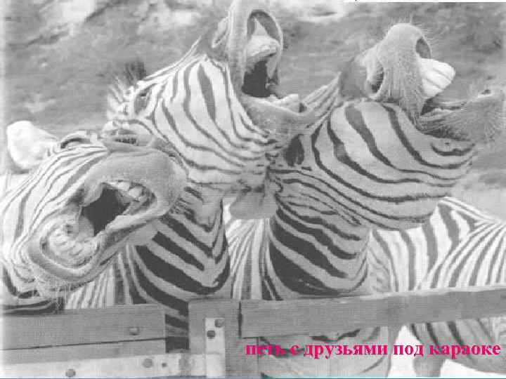 петь с друзьями под караоке 