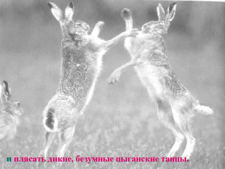 и плясать дикие, безумные цыганские танцы. 