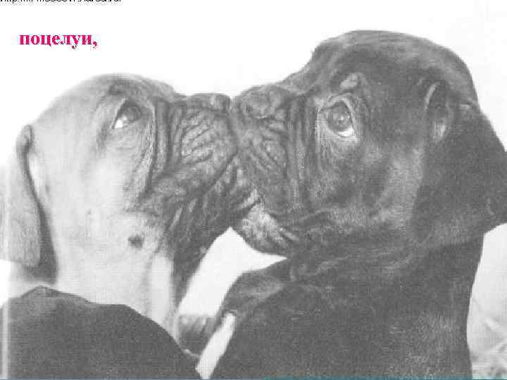 поцелуи, 