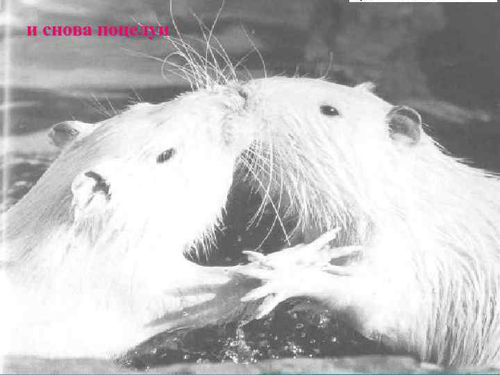 и снова поцелуи 