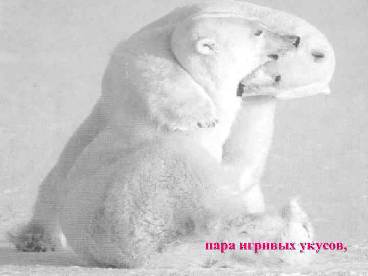 пара игривых укусов, 