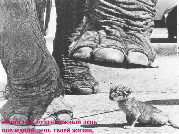 Живи так, будто каждый день последний день твоей жизни, 