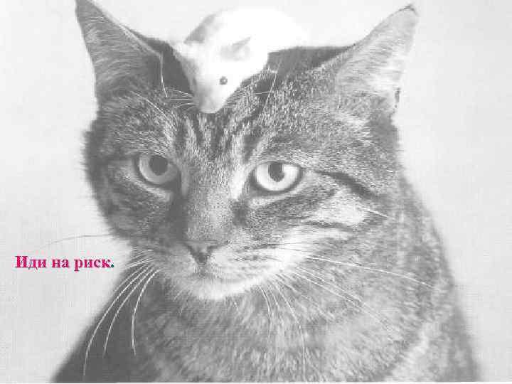 Иди на риск. 