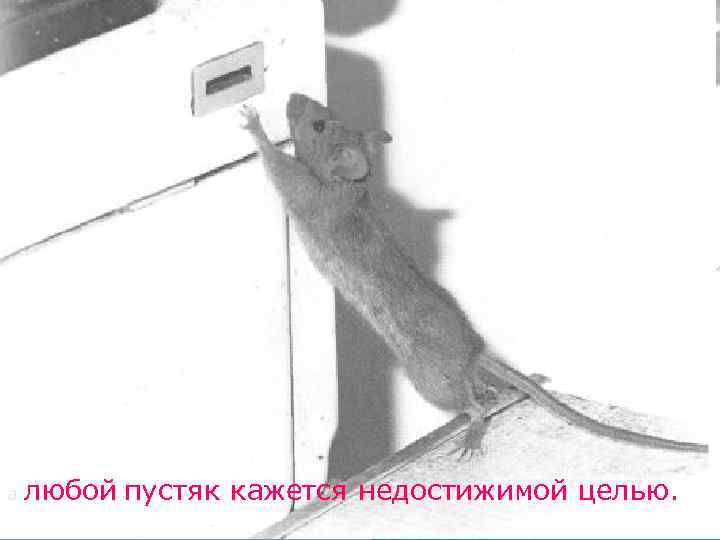 а  любой пустяк кажется недостижимой целью. 