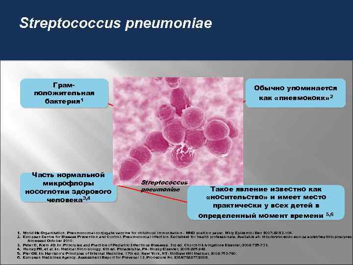 Streptococcus pneumoniae Грамположительная бактерия 1 Часть нормальной микрофлоры носоглотки здорового человека 3, 4 Обычно