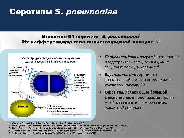 Серотипы S. pneumoniae Известно 93 серотипа S. pneumoniae 1 Их дифференцируют по полисахаридной капсуле