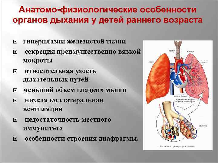 Анатомо-физиологические особенности органов дыхания у детей раннего возраста гиперплазии железистой ткани секреция преимущественно вязкой