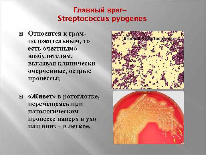 Главный враг– Streptococcus pyogenes Относится к грамположительным, то есть «честным» возбудителям, вызывая клинически очерченные,