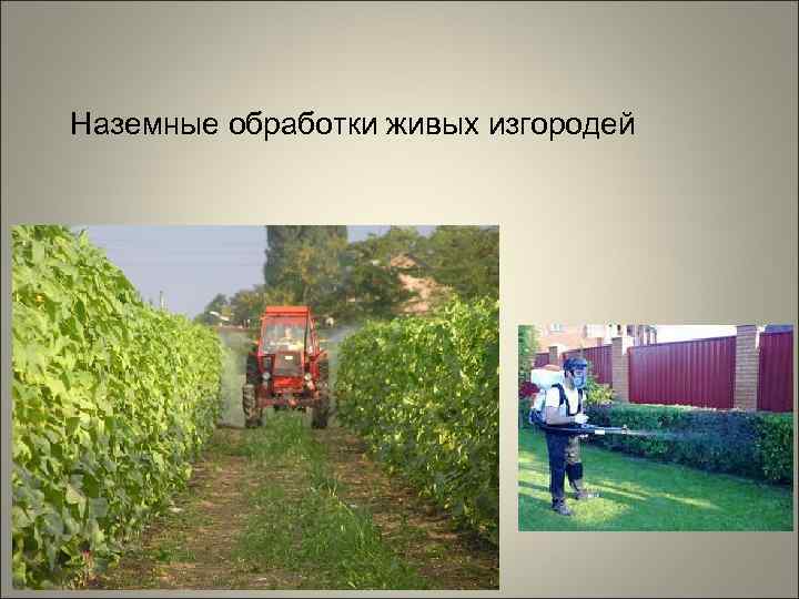 Наземные обработки живых изгородей 